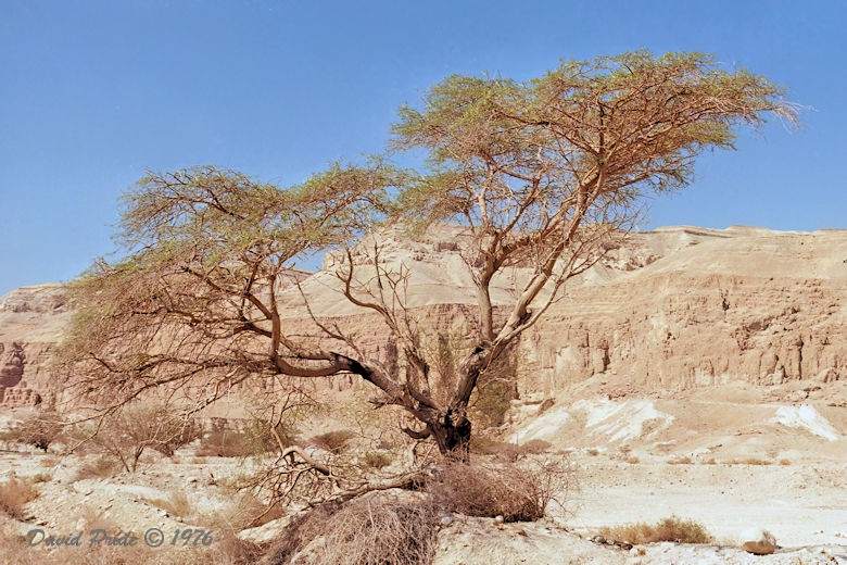 Judean Desert