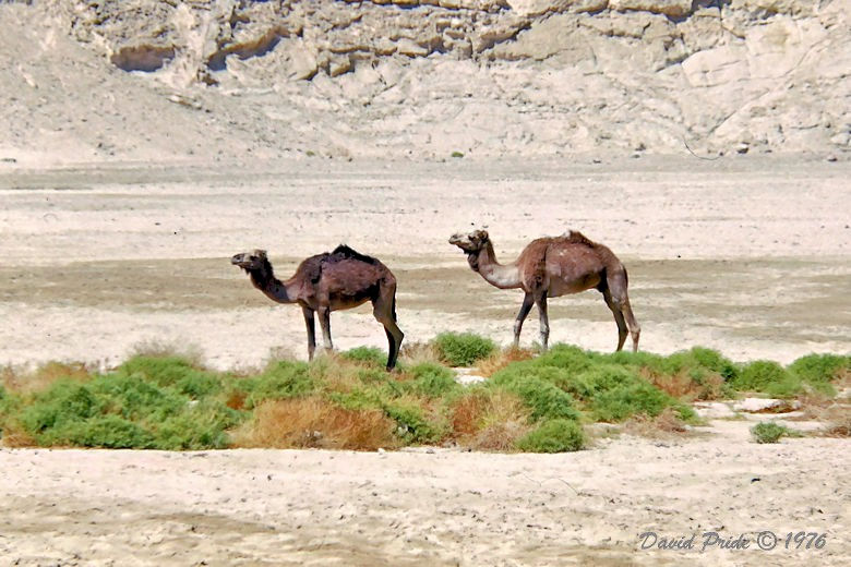 Negev Desert Camels