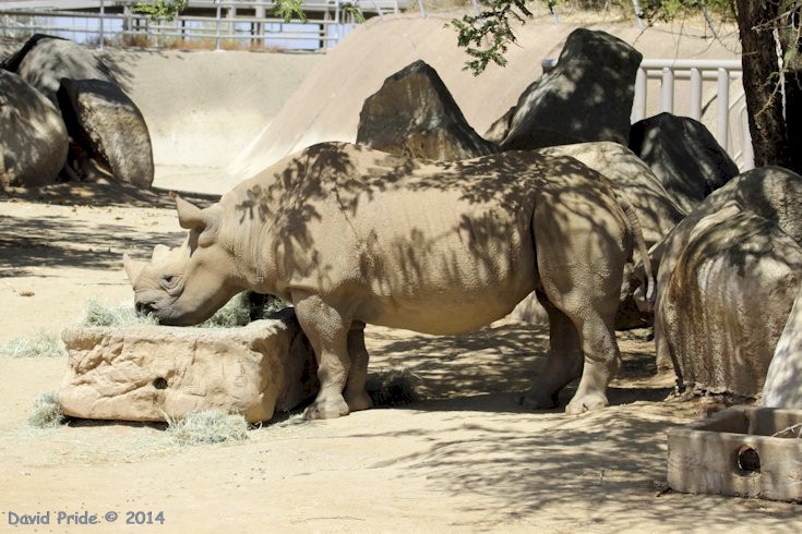 Black Rhinoceros