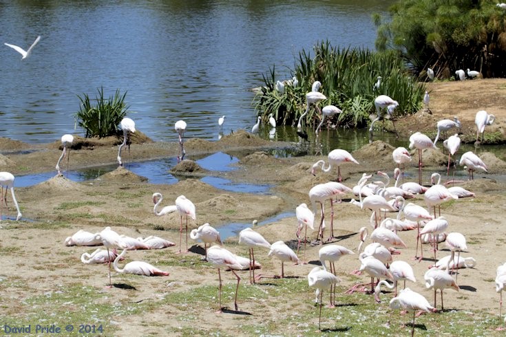 Greater Flamingo