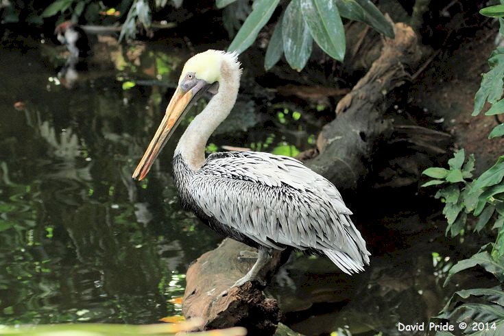 Brown Pelican